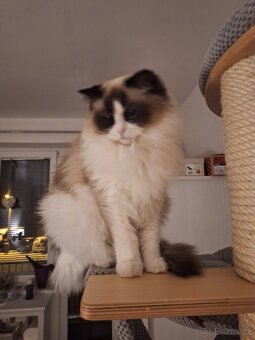 Koťátko Ragdoll s PP - 6