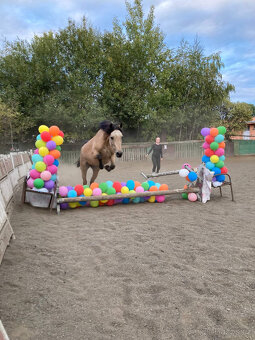 PRODÁM, NEBO PRONAJMU LUXUSNÍ SPORTOVNÍ PONY 147 CM.. - 6