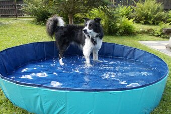 Krytí border kolie bez Pp - 6