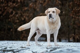 Labradorský Retriever ke krytí - 6