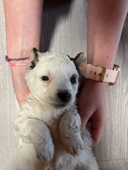 Prodám štěně Jack russel teriér - 6