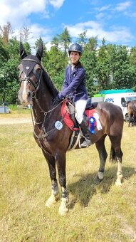 Sportovní Belgický valach - 6