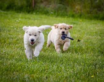 Golden retriever Zlaty retriever šteniatka s pp - 6