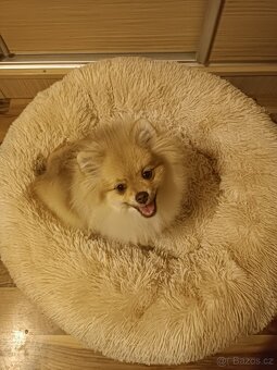 Pomeranian/Zwergspitz s PP - 6