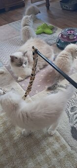 Koťátka ragdoll s PP - 6