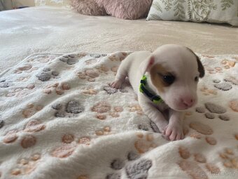 Štěnata Jack Russel Teriér - 6