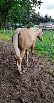 Prodám hřebce plemene Paint Horse - 6