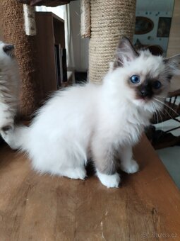 Koťátka s PP Ragdoll - 6