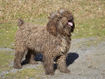 Španělský vodní pes - Perro De Agua Español - s PP - 6