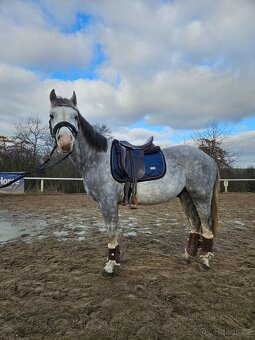 Mladý Pony Welsh 148cm - 6