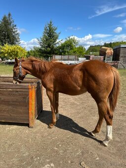 Qh - 6