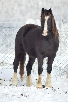Welsh pony of cob type - hřebeček - 6