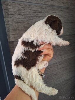 Lagotto romagnolo s PP (italský vodní pes) - 6