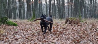 Cane corso - 6