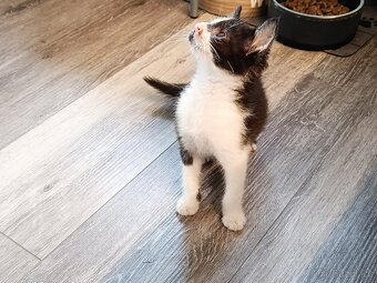 Hledáme domov pro čtyři statečné kocourky 🐾🐈🐈🐈🐈 - 6