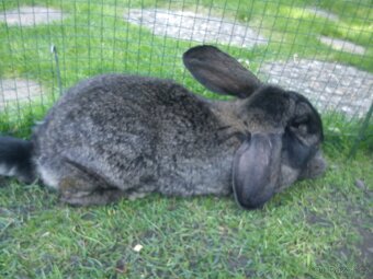 Francouzský Beran - Samice - 6