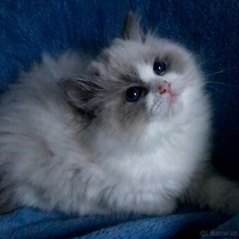 Ragdoll koťátka s PP - 6