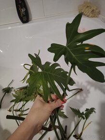 Philodendron mayo - 6