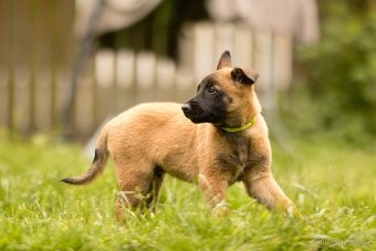 Belgický ovčák Malinois s PP - 6