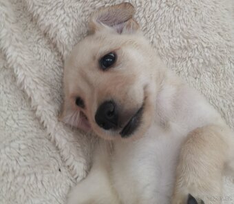 Štěňata labradora kříženci - 6