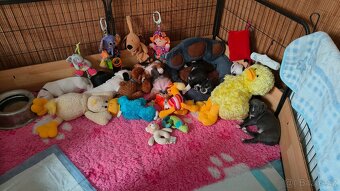 Americký stafordšírský teriér - 6