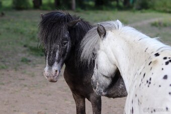 Připouštění Minihorse/minipony - 6