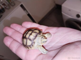 Zelva ostruhatá, sulcata - 6