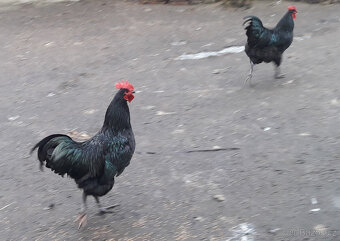 Násadová vejce Zerzejsky obr, yersey gigant - 6