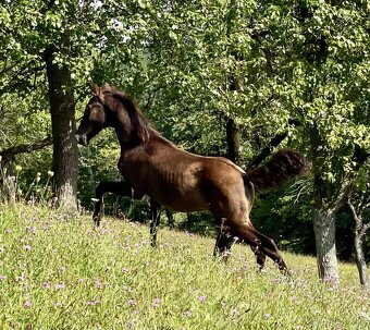 Lusitano hřebec PSL roční a jeho dva bratři - 6
