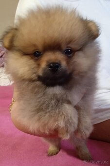 POMERANIAN - 6