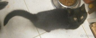 Černý hodný medvídek 3měsíční Míša hledá domov. - 6