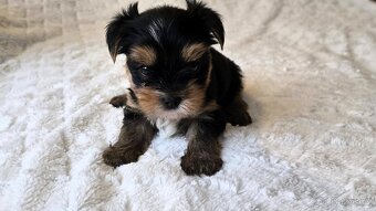 Jorkšírský teriér s PP FCI - 6