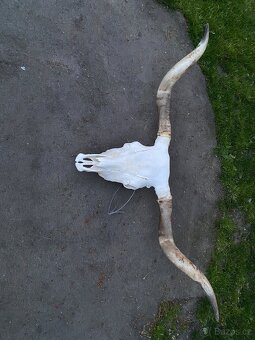 Unikátní lebka JAKA – rozpětí rohů 138 cm – masivní dekorace - 6