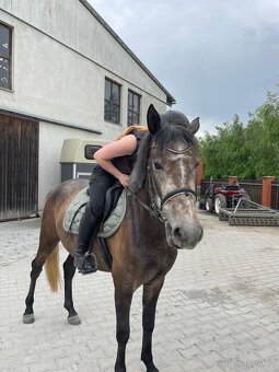 Hledám pronájem kone - 6