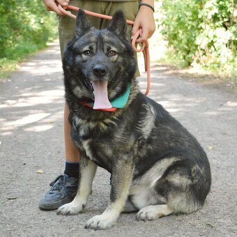 🐾 SIMBAD – energický hrdina s velkým srdcem - 6
