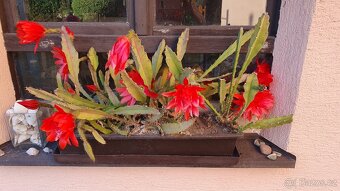 Epiphyllum ackermannii - 6