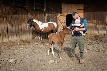 Huculská klisna, hucul, homozygotní Tobiano, pony, malý kůň - 6