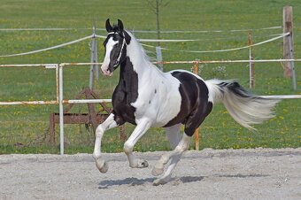 Barokní pinto homozygotní hřebec - připouštění - 6