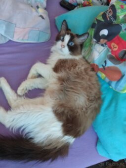 Ragdoll kočička bez pp - 6