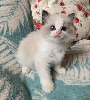 ❤️❤️Nádherná kočička Ragdoll s PP - 6