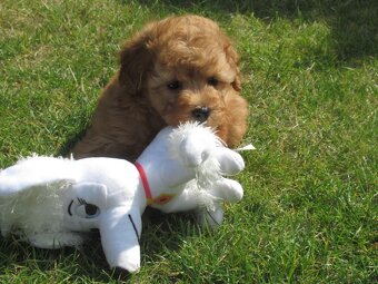 Maltipoo štěňátka - 6