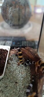 Gekončík noční (Eublepharis macularius) - 6