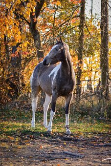 Klisna APH 3 letá - 6