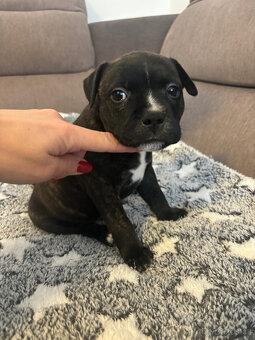 Stafordšírský bulteriér s PP - 6