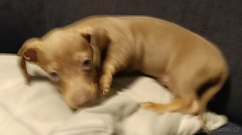 Jezevčík trpasličí pejsek bez PP - 6