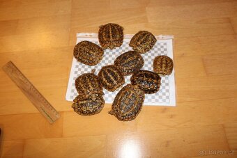 Predám Malacochersus tornieri-Želva skalní - 6