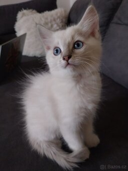 Ragdoll koťátka - 6