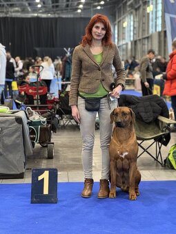 Chovatelská stanice Imbwa Moyo nabízí krycího psa :-) - 6