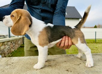 Štěně bígla s PP - 6