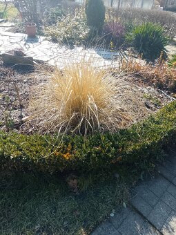 Trávu vousatec. - 6